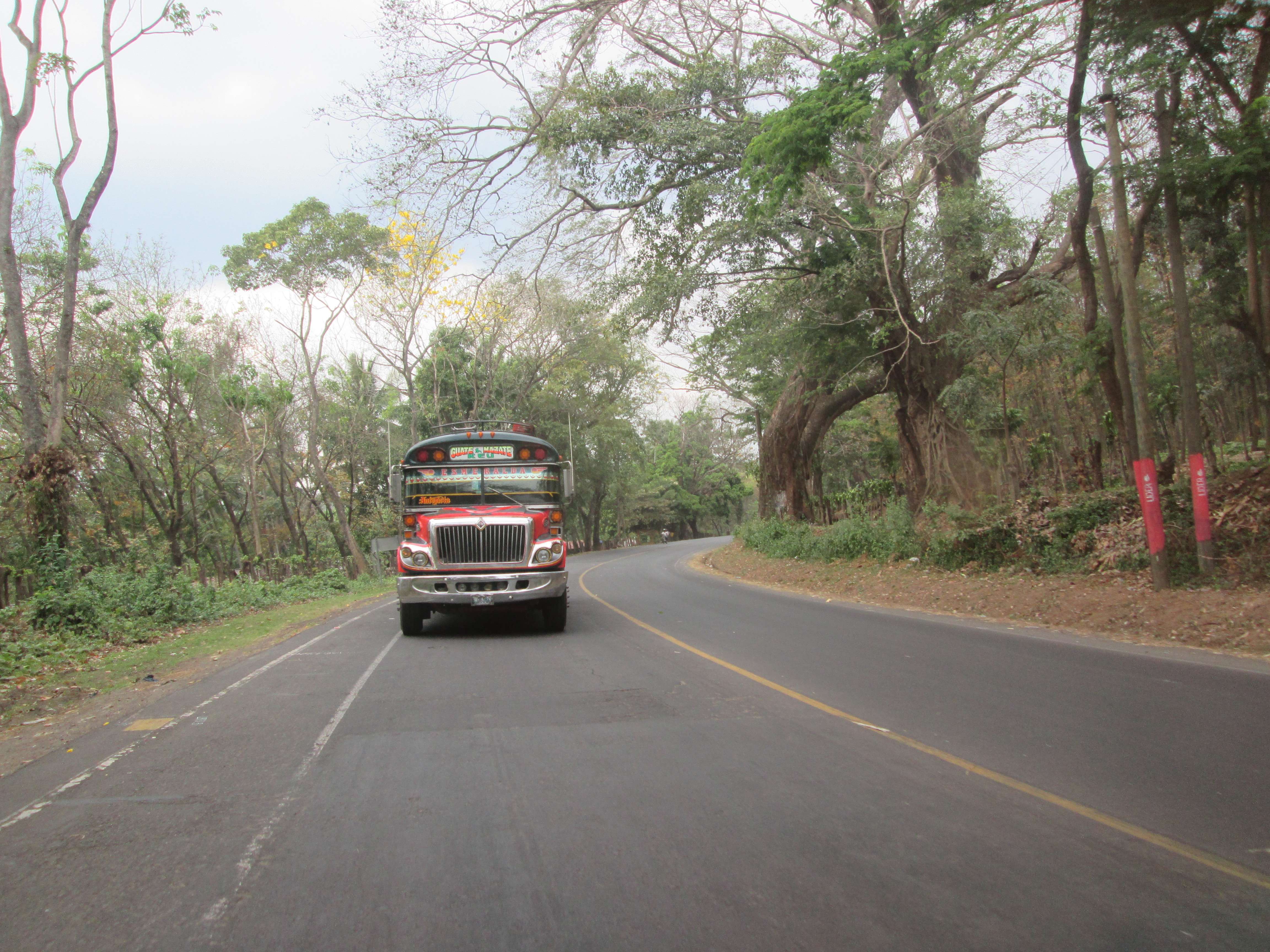 A photo of a colorful bus on a jungle road