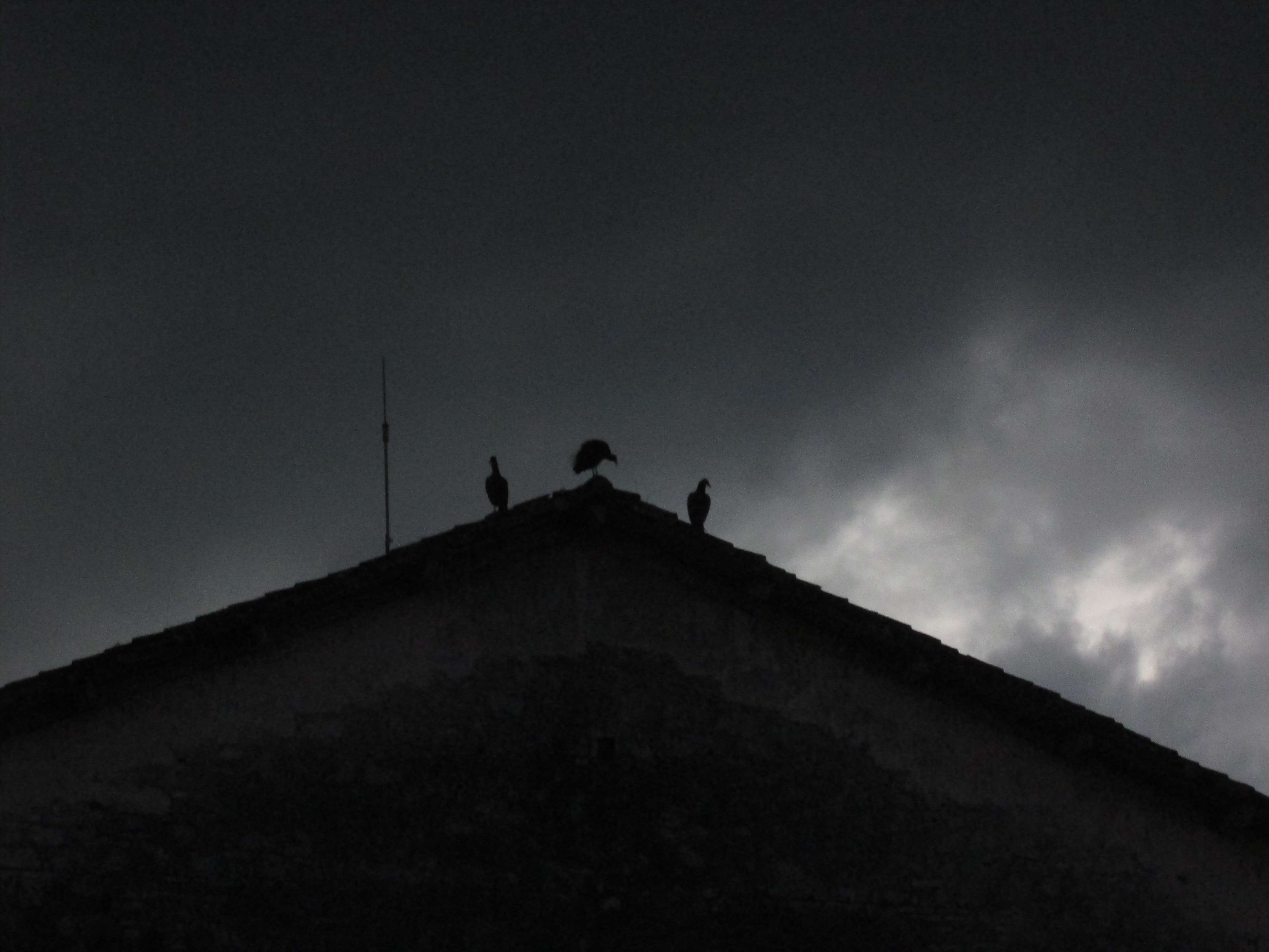 Three vultures on a rooftop, against dark clouds
