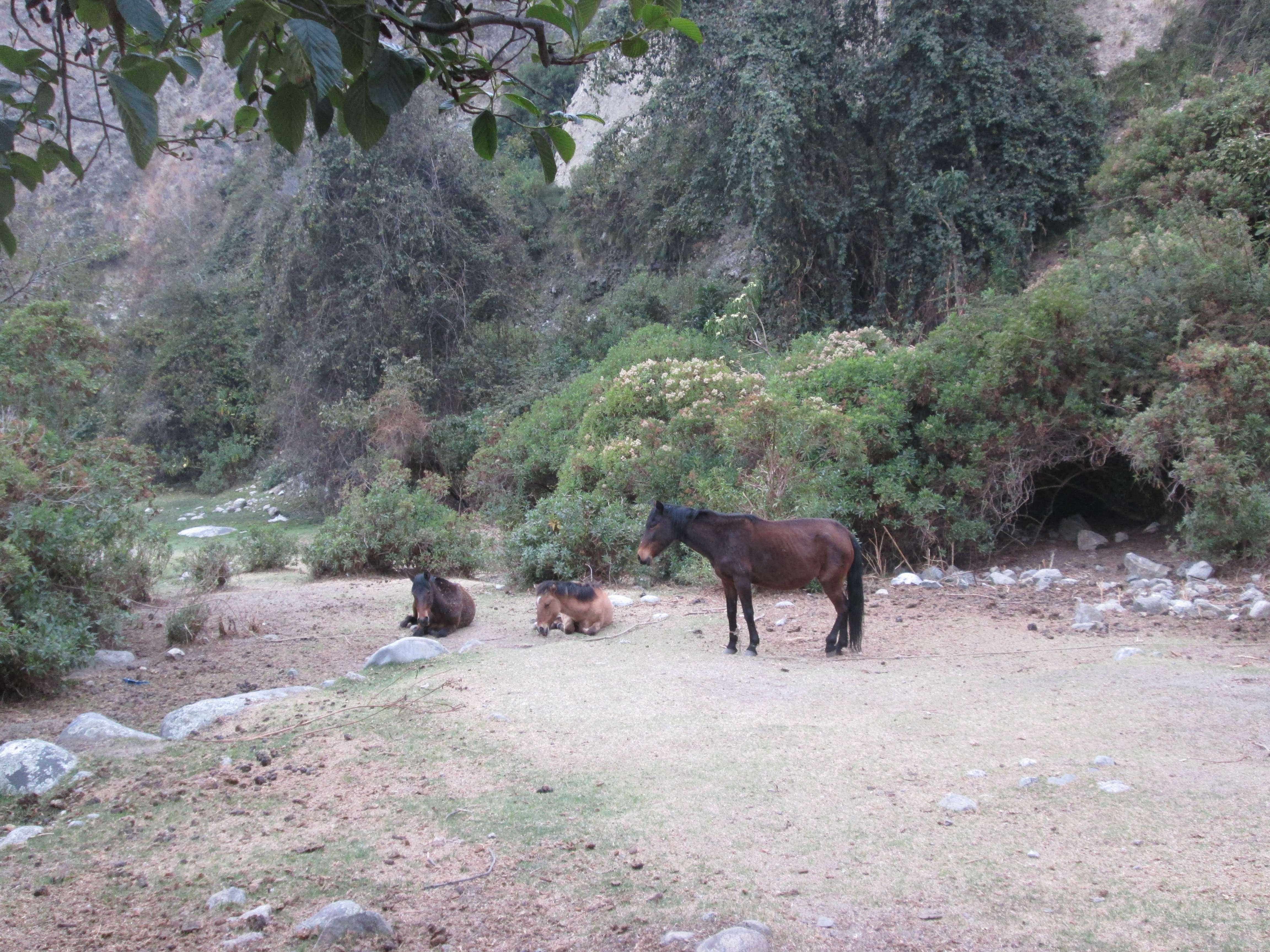 Some horses near my campsite