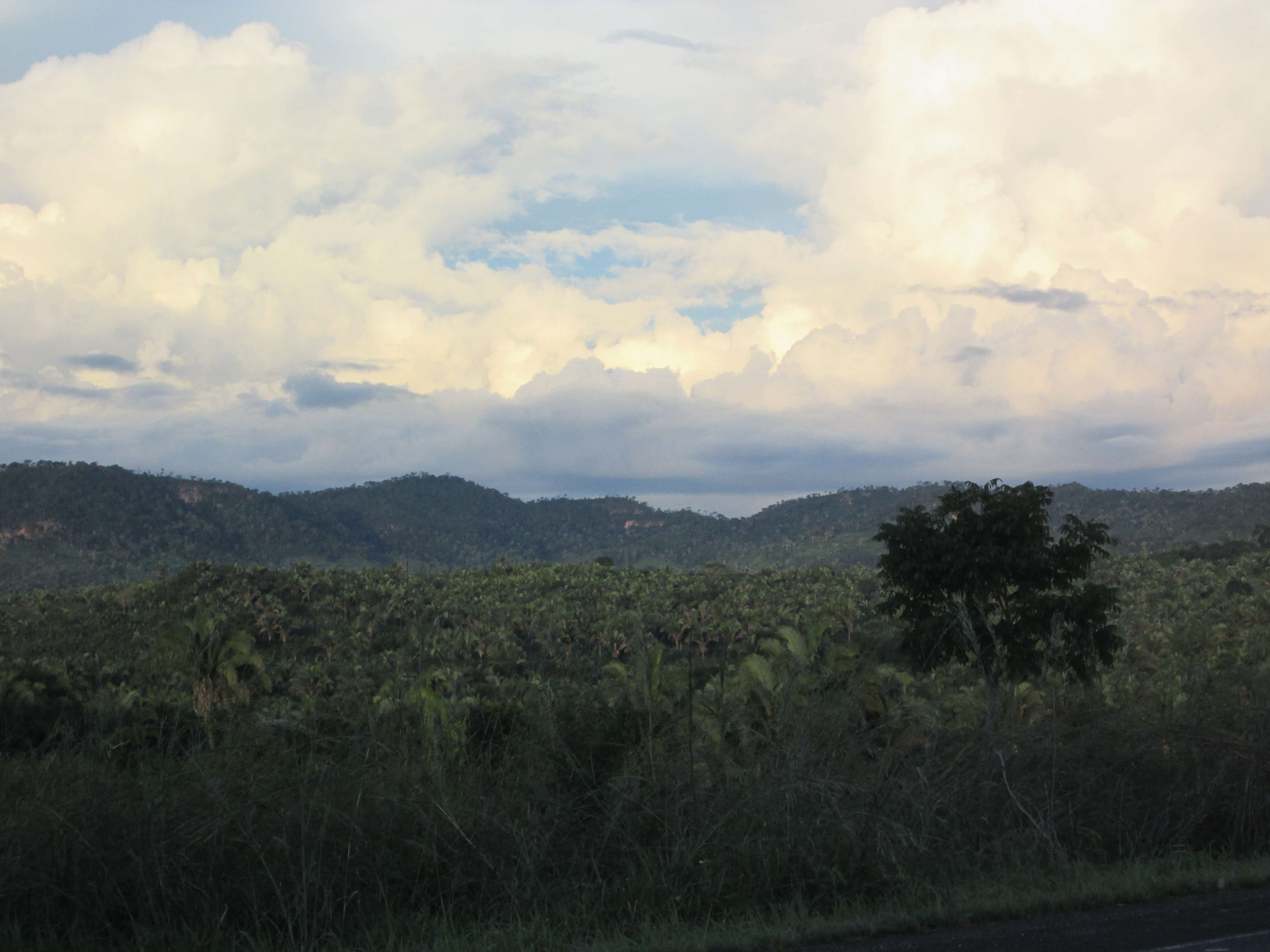 View of the jungle from a car