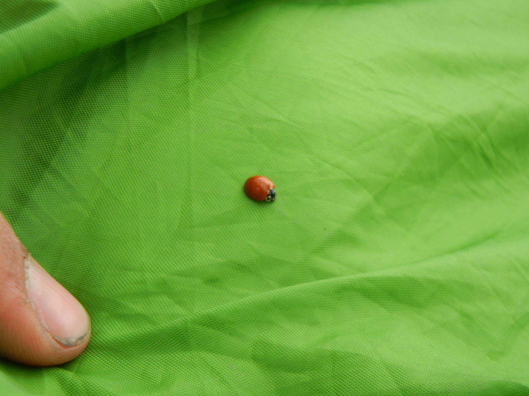 A photo of a ladybug without spots