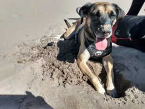 Hannah digging a hole at the sand dunes (Aug 2020)